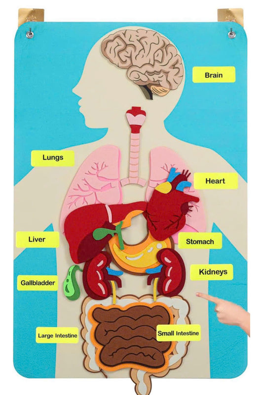 Human Body Educational Learning Board MS MCS007