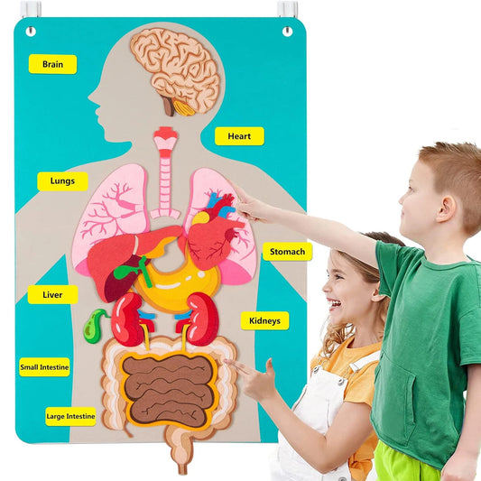 MCS007 Tableau d'apprentissage éducatif sur le corps humain MS